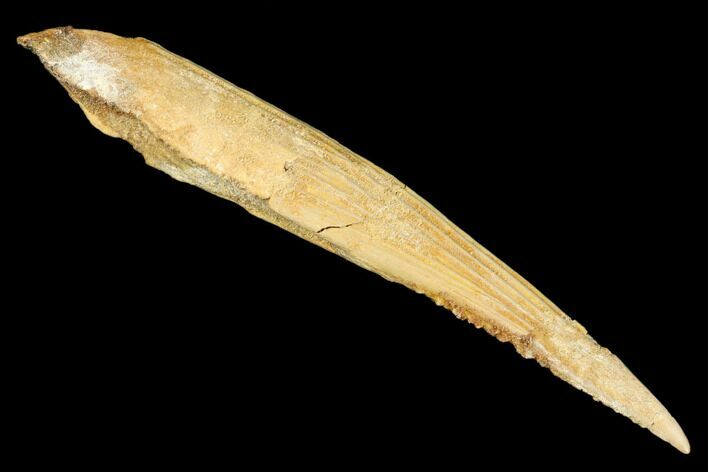 Fossil Shark (Hybodus) Dorsal Spine - Kem Kem Beds, Morocco #183466